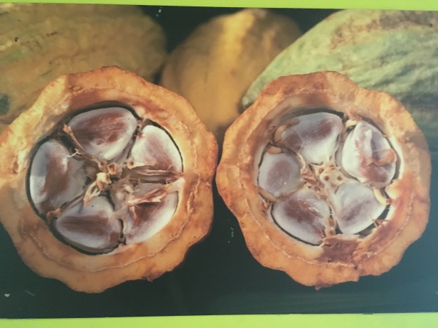 This is the coco fruit